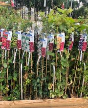 Bricomarché Romilly Sur Seine image 3