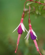 Staudenwerk GmbH Bild 5