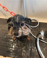 Chez Miss Perle image 11