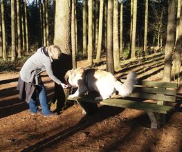 RolfsRudel Hundeschule / Rolf Matar Bild 16