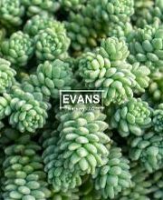 Evans Nursery LLC image 20