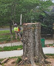 Atlantic Tree Services image 2