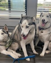 Toro Park Animal Hospital image 10