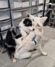 Crousticanin image 9