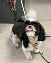 Au Look Canin image 2