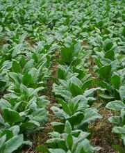 ESTANCO GIJÓN 6 imagen 5