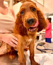 Vet Village - Policlinico Veterinario e Pronto Soccorso h24 immagine 12
