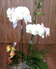 Floristik natürlich Bild 13