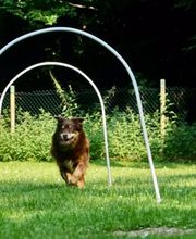 Hundeschule Amperland Ihre mobile Hundeschule bei FFB Bild 2