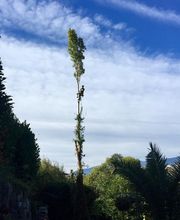 Danielou Elagage image 6