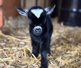 Dierenhotel Pandora afbeelding 11