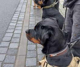Hundeschule Komm Bild 5