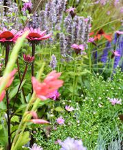 Aquilegia Im Garten Zuhause GmbH Bild 3