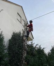 Baumpflege Eifler Bild 2