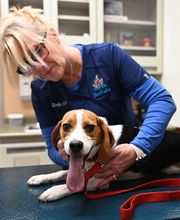 North Buffalo Animal Hospital image 3