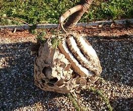 Jack Net image 1