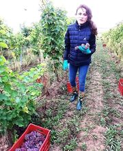 Le Vignoble de Montépilloy image 6