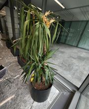 ...unkonventionelle Pflanzenrettung