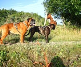 Boxerzwinger vom Wettiner Eck Bild 6