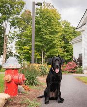 Onion River Animal Hospital image 16