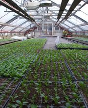 Blumen Schenk Bild 5