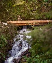 Forst Aletsch Bild 1