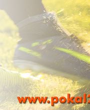 Pokal 2000 GmbH Bild 2