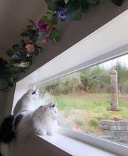 The Country Inn For Cats image 11