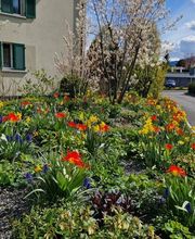 Pius Gloggner Gartenbau AG Bild 5