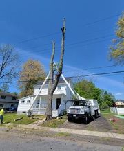 Happy Stump Tree Service image 10