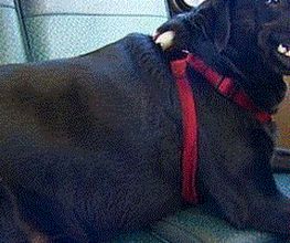 Perro #3 (gif)