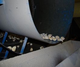 SAS Eurobulbe image 6