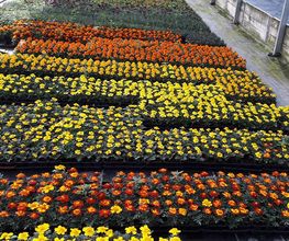 Schwab Fleurs SA Bild 5