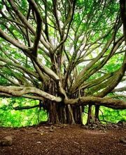 Wiard Stéphanie image 1