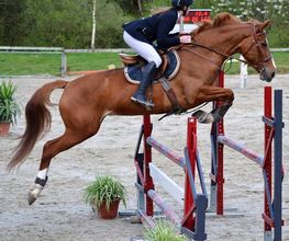 Centre Equestre De Queven image 1