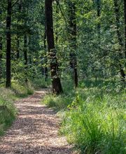 FriedWald Planitzwald Bild 13