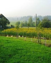 Die Topinambur Manufaktur Bild 1