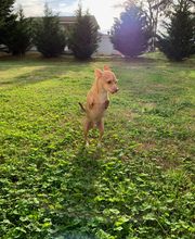 Wellspring Animal Hospital image 3