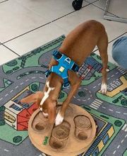 Hundebetreuung Oldies but Goldies Bild 8