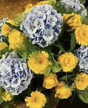 Blumen Leo Bild 2