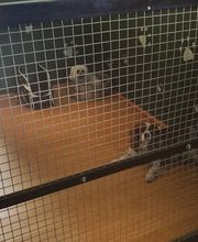 RESIDENCIA CANINA SORIA imagen 20