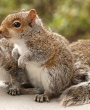 ecoPRO Wildlife Solutions image 8