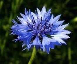 Au Bleuet image 1