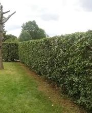 Baron Frederic image 12