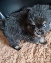 Les Pti Lou de La Colline image 6