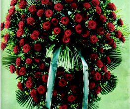 Rose Flor imagen 16