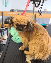 Hundesalon Engstingen Bild 16