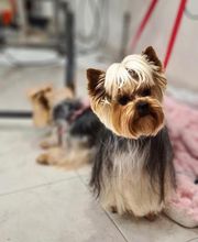 A Fleur De Chiens image 19