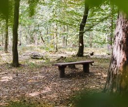 Bänke an den Waldwegen laden ebenso zum Ausruhen und Genießen der Natur ein.