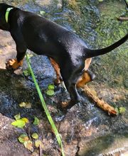 Miris Hundeschule Bild 9